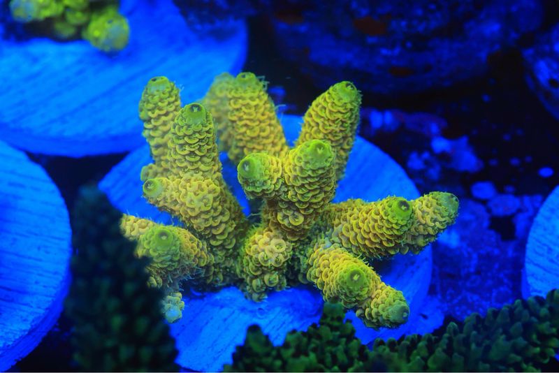Super. Bright Yellow Milli