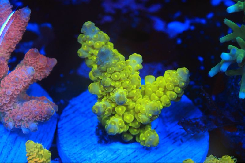 Yellow Acro W/blue Tips