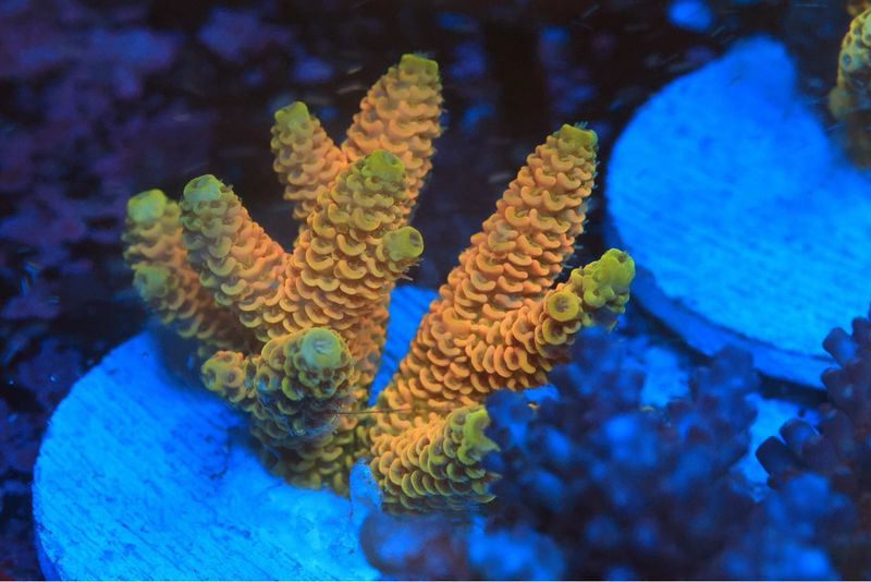 Orange Milli Yellow Tips