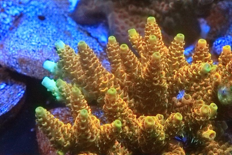 Gold Britannia Acropora  - Cut to order