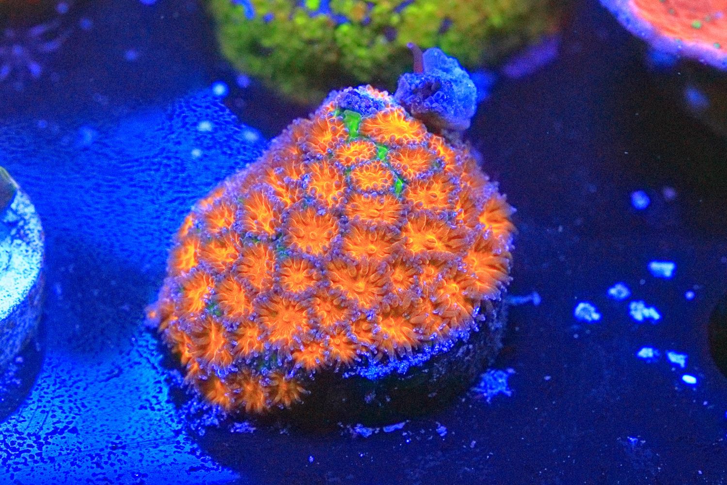 Orange Leptastrea  WYSIWYG