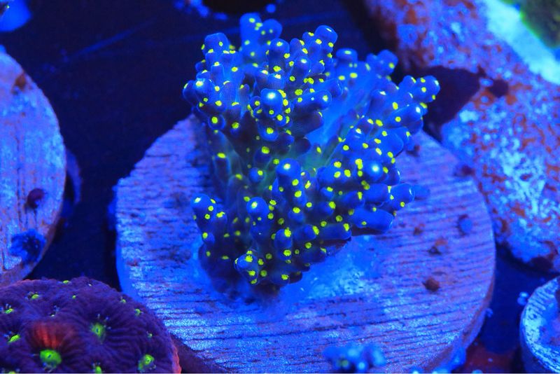 Green Based Bonsai Acro On Disc