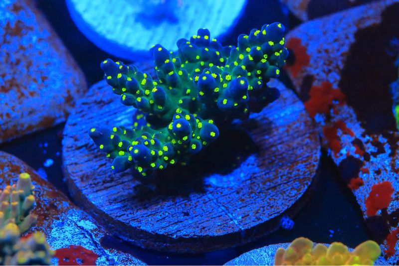 Green Based Bonsai Acro On Disc