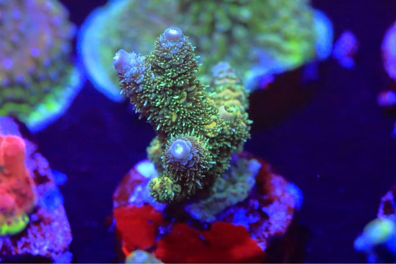 Green Milli With Bluish Tips