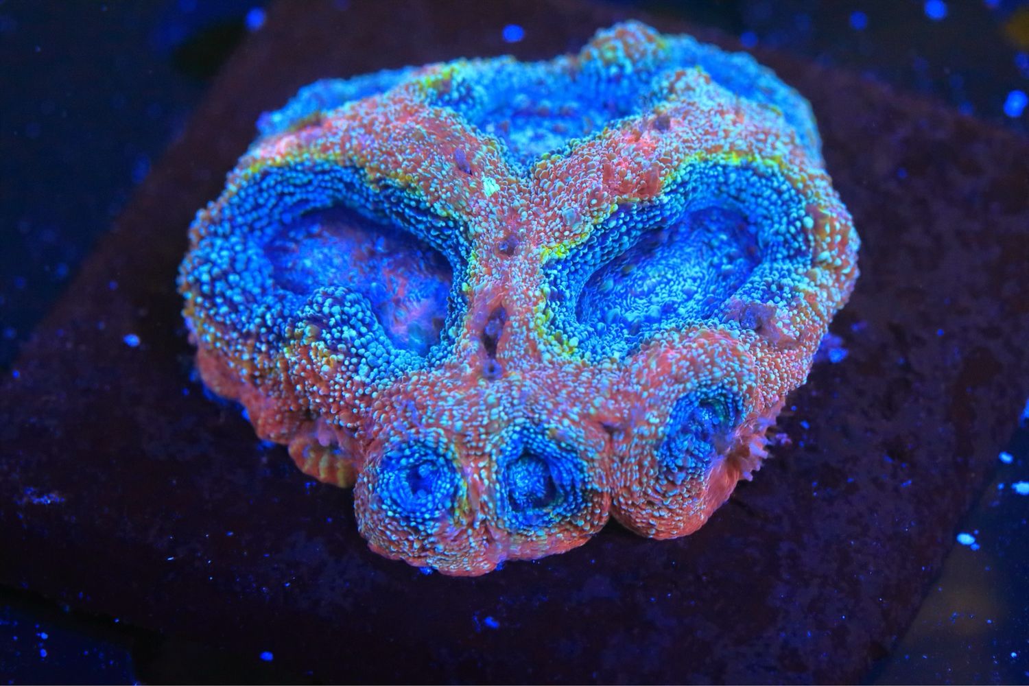 Ultra Grade Homophyllia Bowerbanki Ultra Grade Homophyllia Bowerbanki