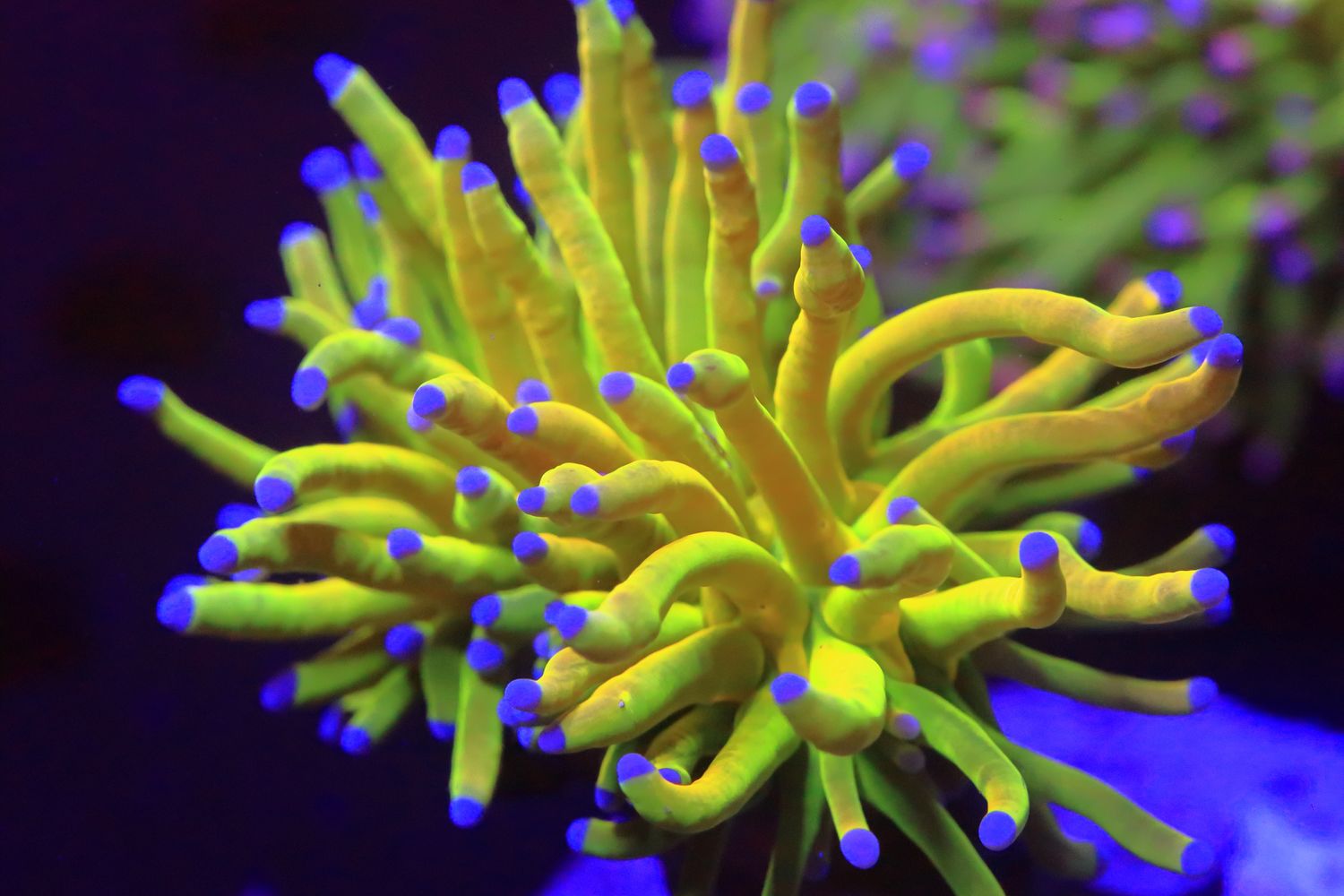 Kalimantan Holy Grail Torch - Single Head Kalimantan Holy Grail Torch - Single Head