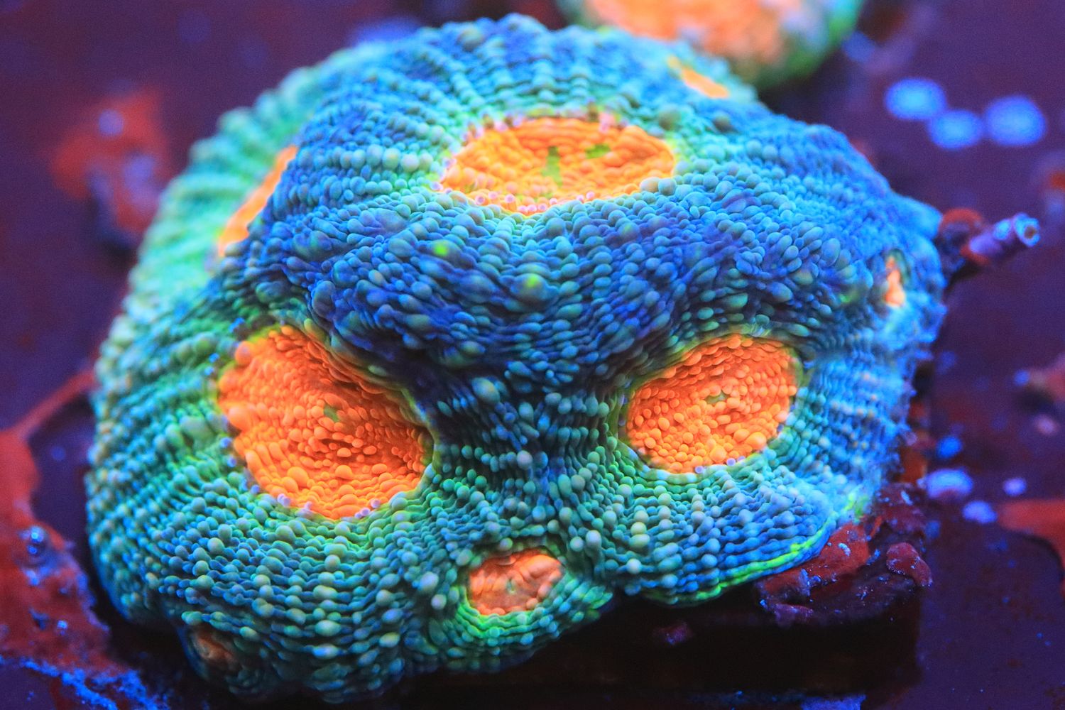 Alien Anus echinata WYSIWYG Alien Anus echinata WYSIWYG