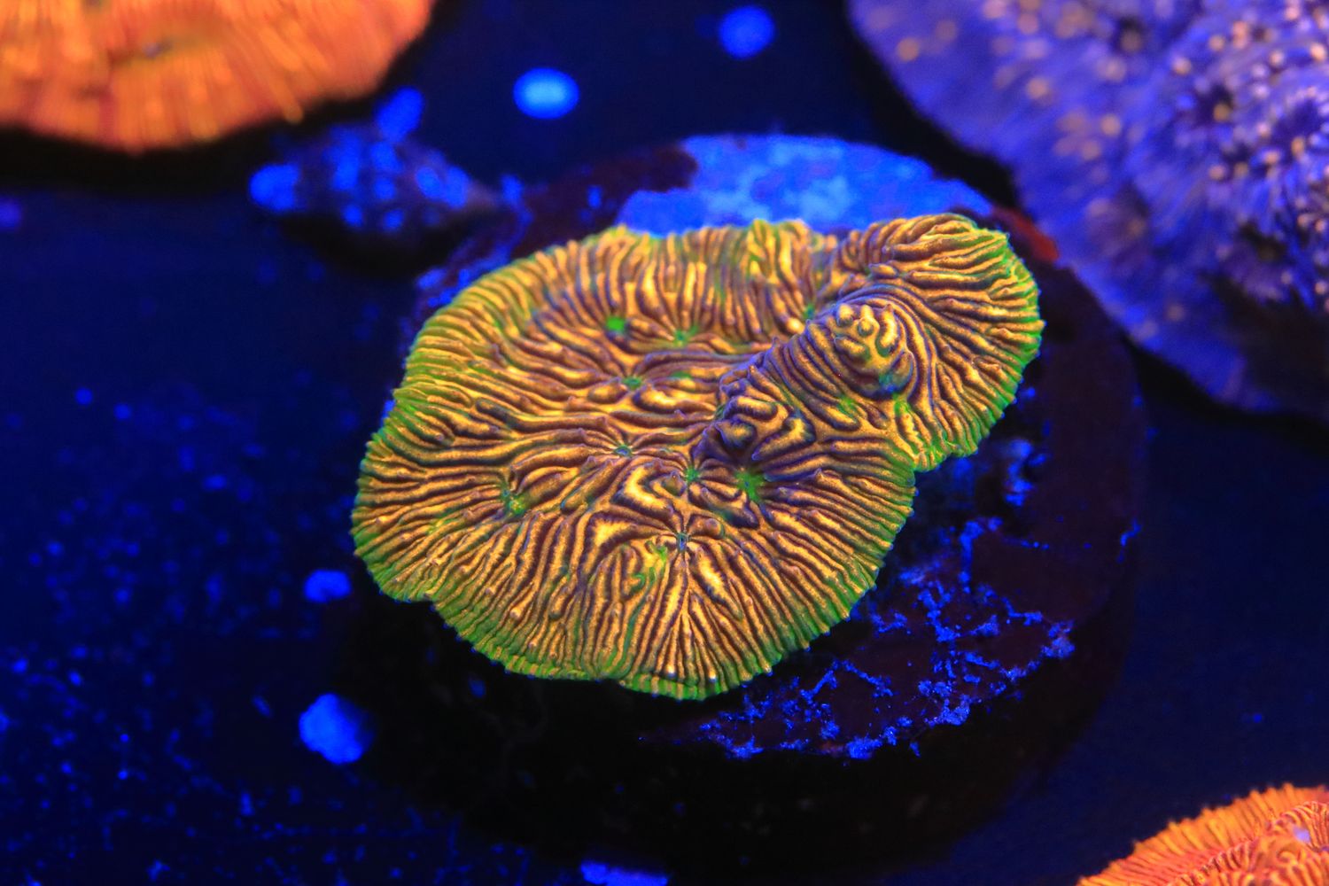 Special Leptoseris WYSWIYG Special Leptoseris WYSWIYG