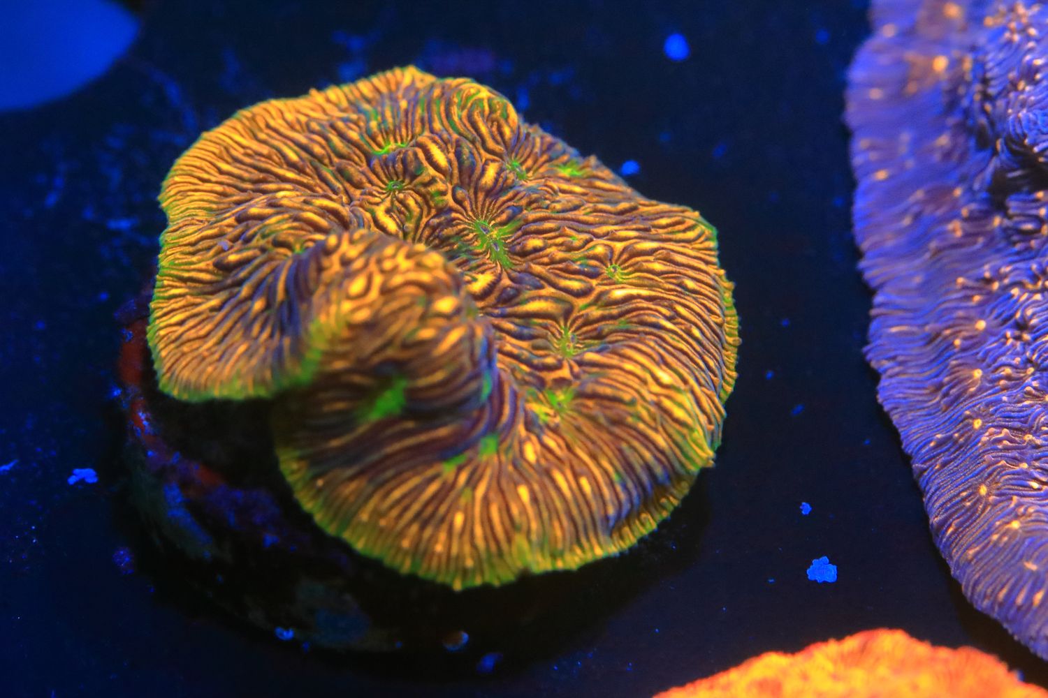 Special Leptoseris WYSWIYG