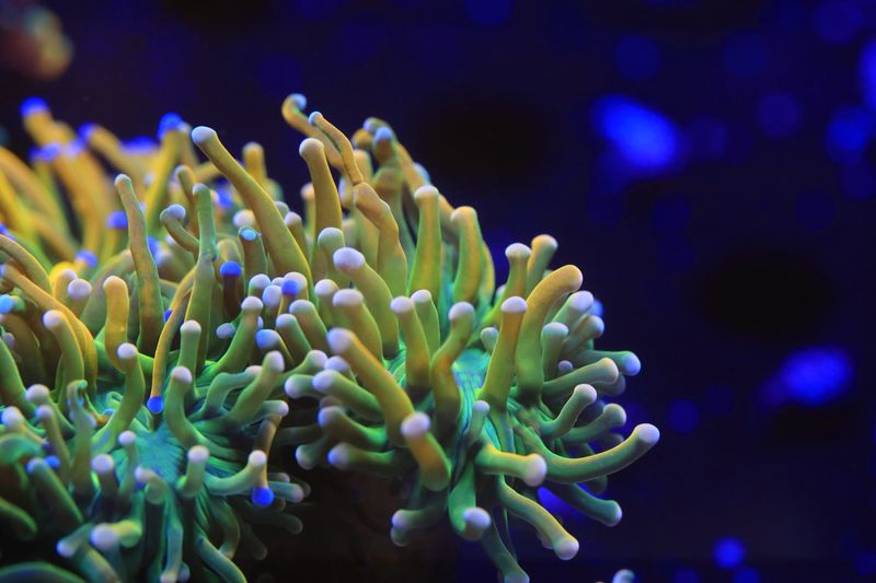 Baby Grail torch Single head