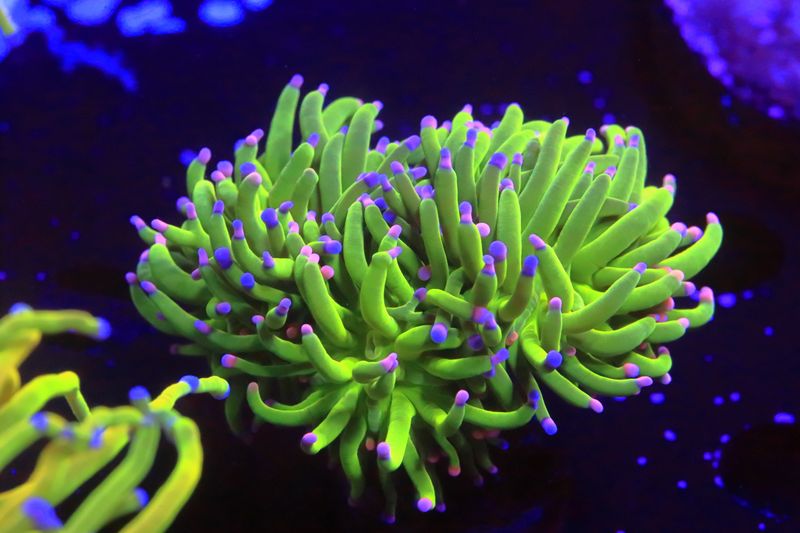 Cotton Candy Torch - Double head