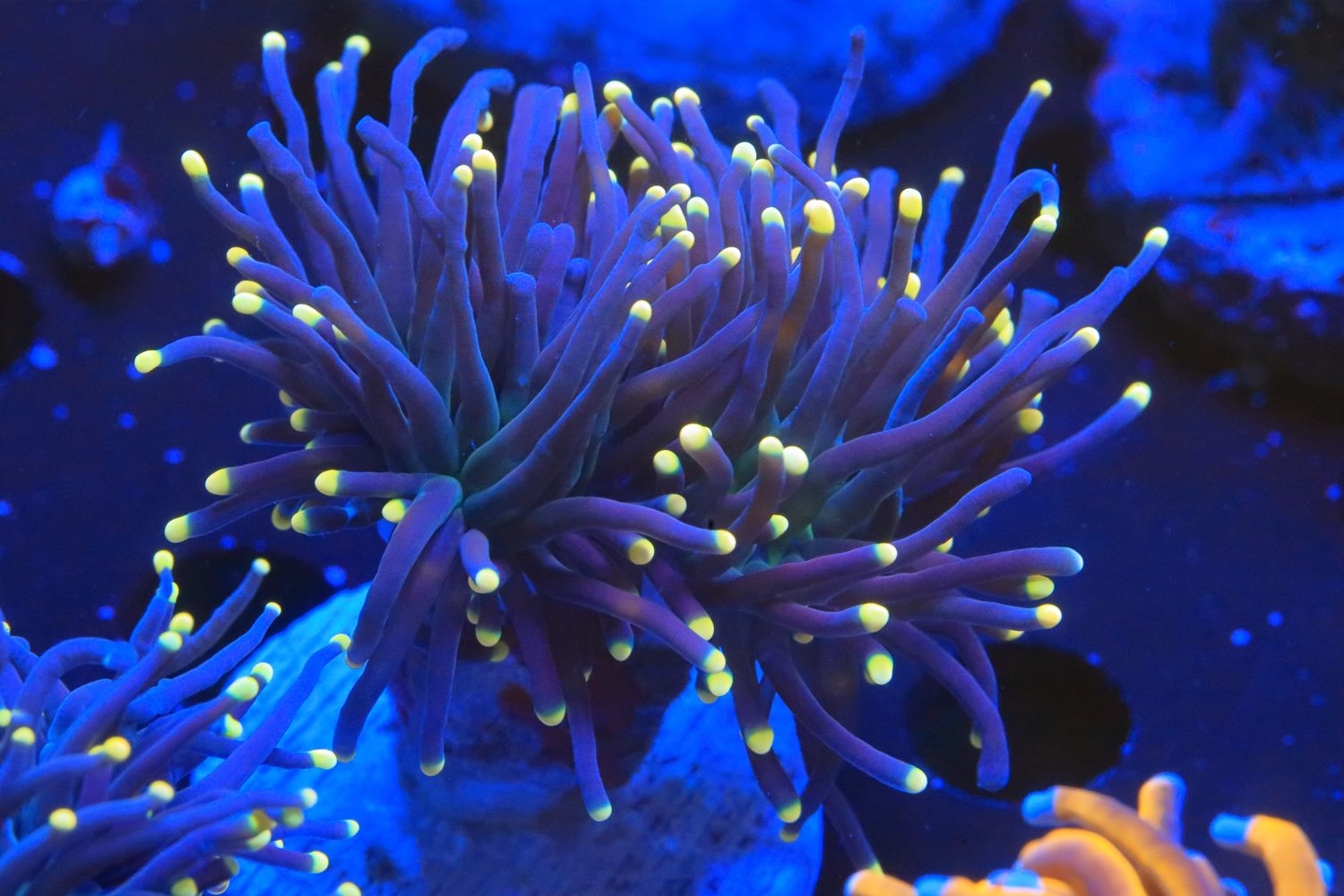 Black Torch - Single head