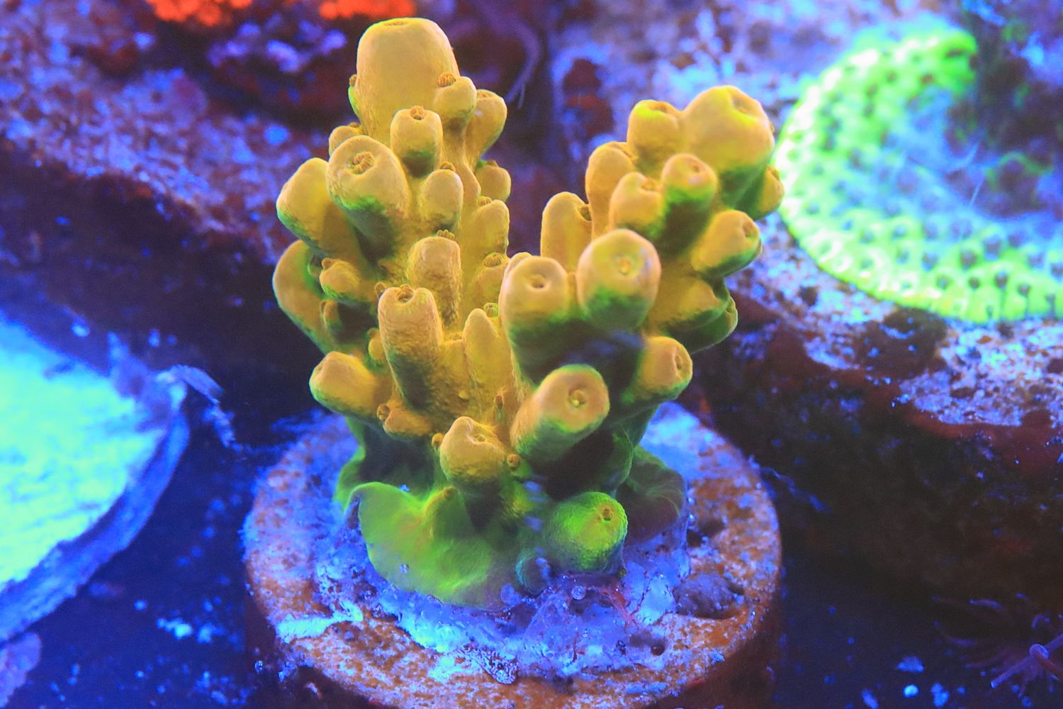 Golden Jawdropper Acropora Golden Jawdropper Acropora