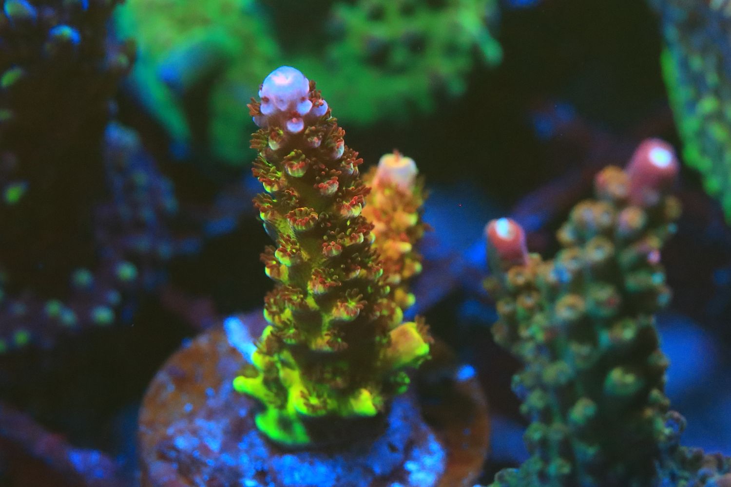 PC Rainbow Acropora small WYSIWYG PC Rainbow Acropora small WYSIWYG
