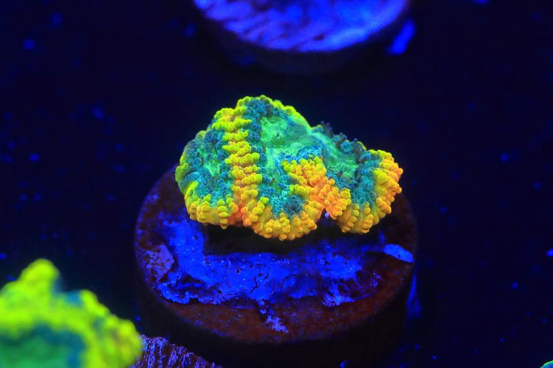 Yellow Submarine Favites