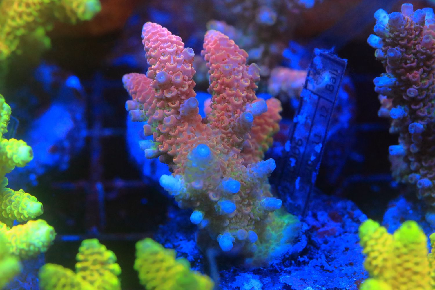 Red Hyacinthus Acro Micro colony (Maricultured)