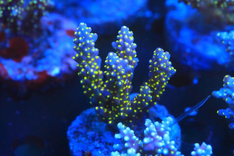 Bonsai Acro Micro colony (Maricultured)