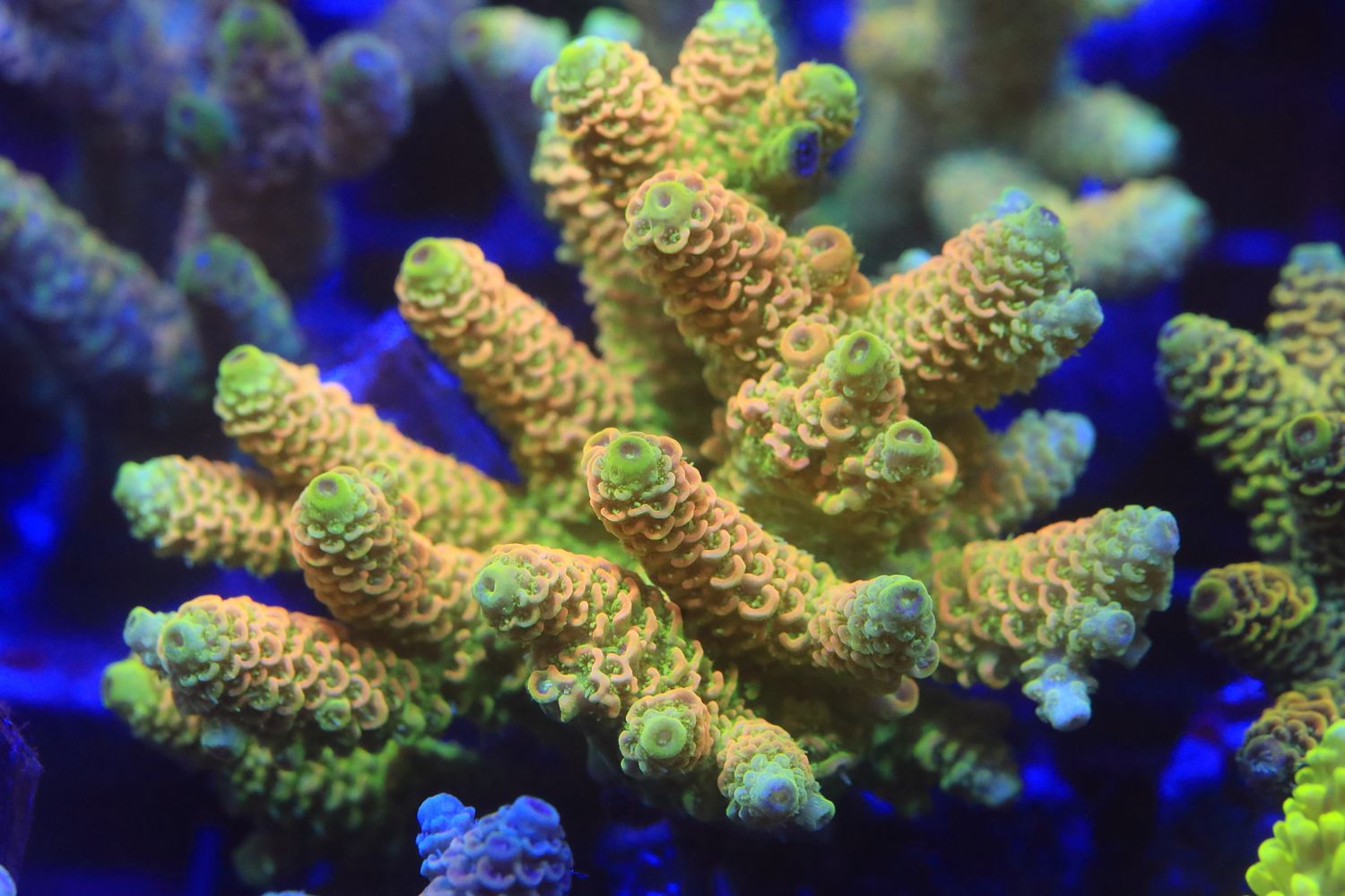 Sunset Milli colony (Maricultured) WYSIWYG