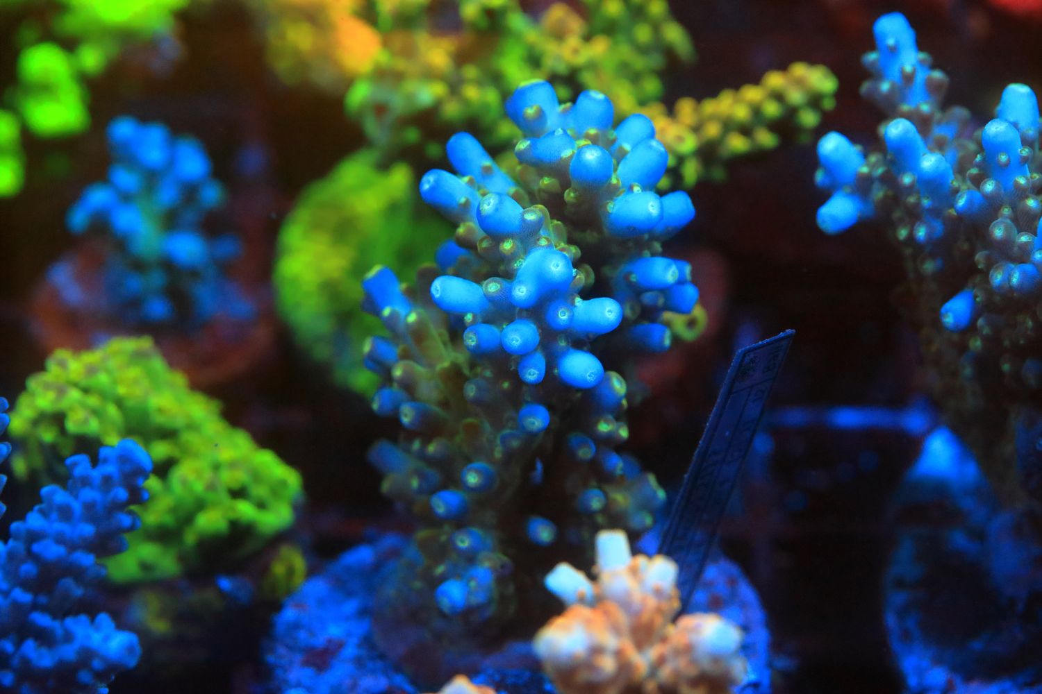 Blue Efflo (Efflorecens)  Acro Micro colony (Maricultured)