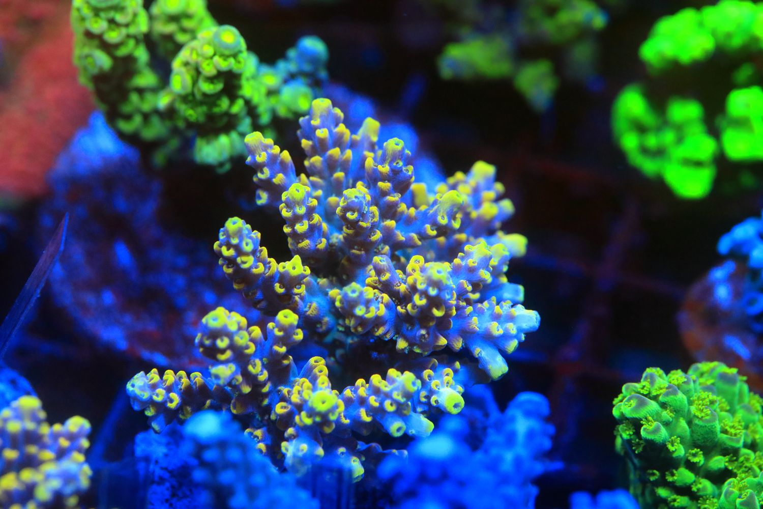 Wolverine  Acro colony (Maricultured)