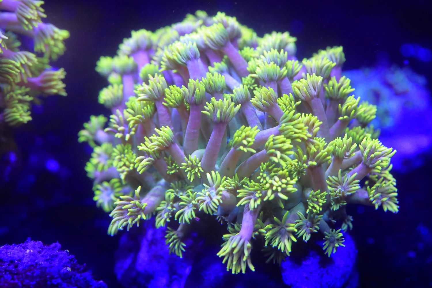 Extremely bright Hollywood nights goniopora colony