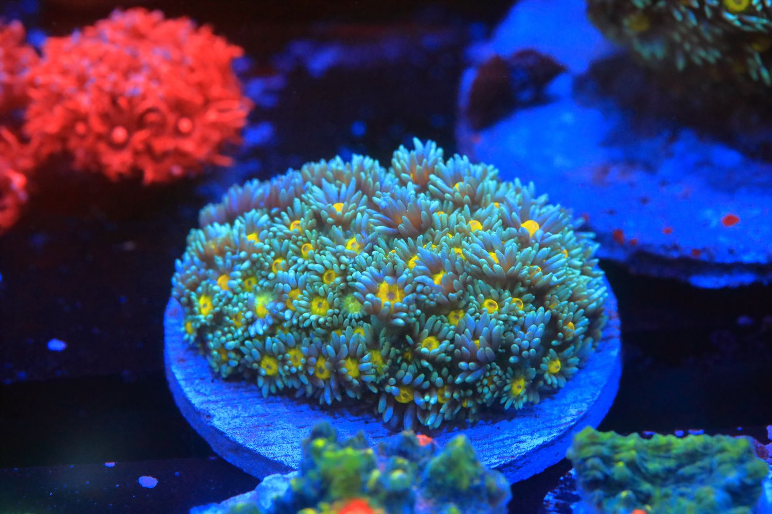 Orange mouth Goniopora WYSIWYG (mounted on med tile)