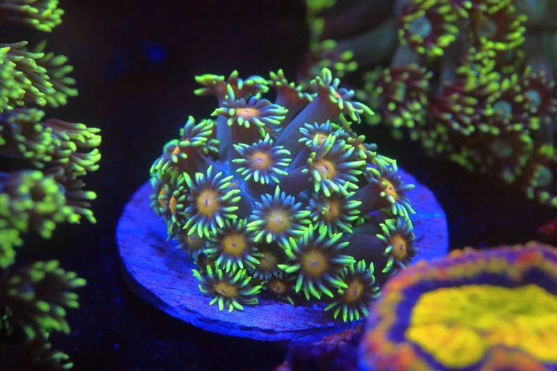 Orange mouth Goniopora WYSIWYG