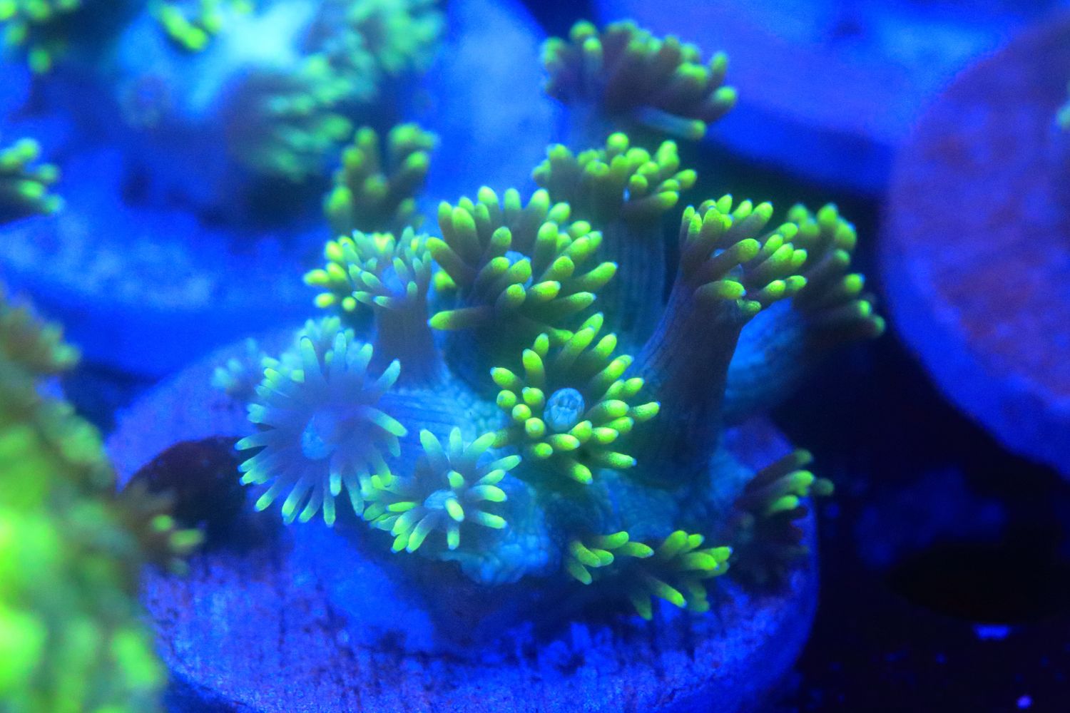 Long polyp Yellow Goniopora