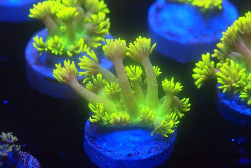 Extremely bright flouro goniopora with pink tinge