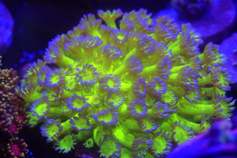 Slazenger Goni broodstock colony WYSIWYG