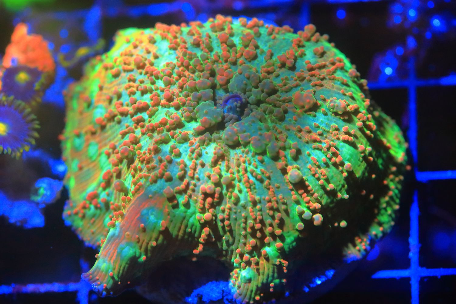 Leopard pattern Skittles Mushroom  WYSIWYG