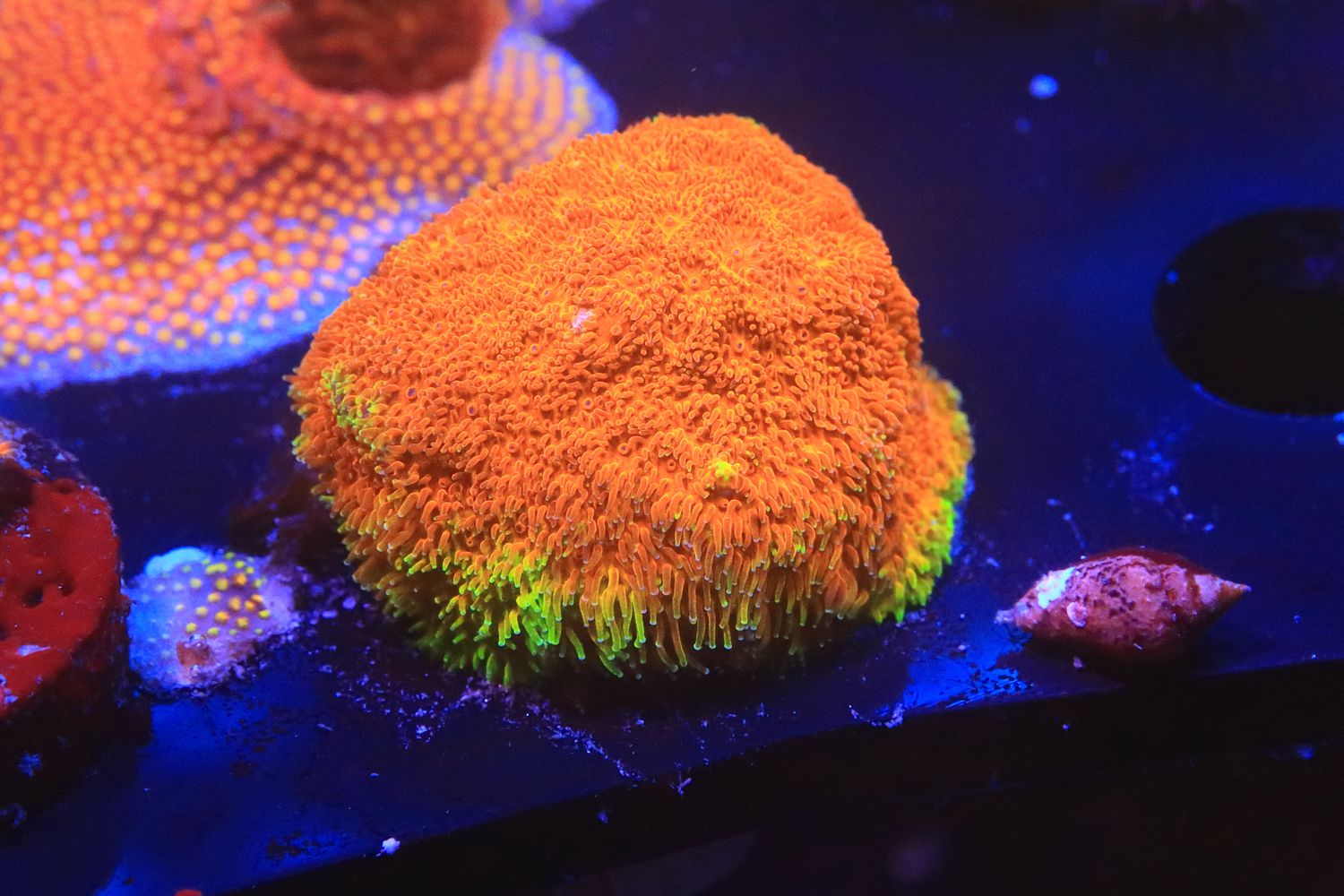 Electric Watermelon Psammocora