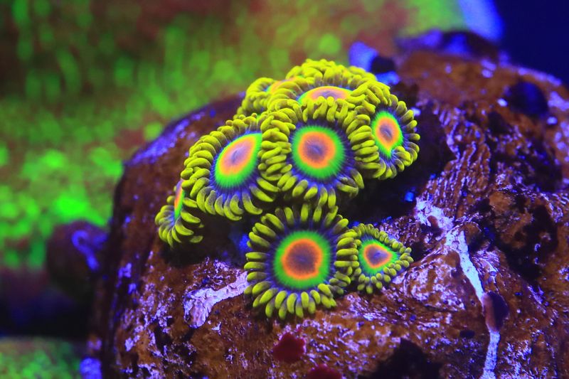 Rasta Zoas 4-5 polyps