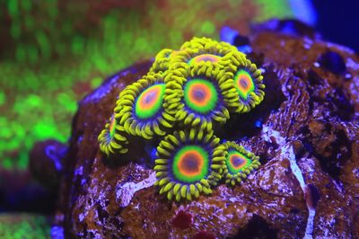 Rasta Zoas 4-5 polyps Rasta Zoas 4-5 polyps
