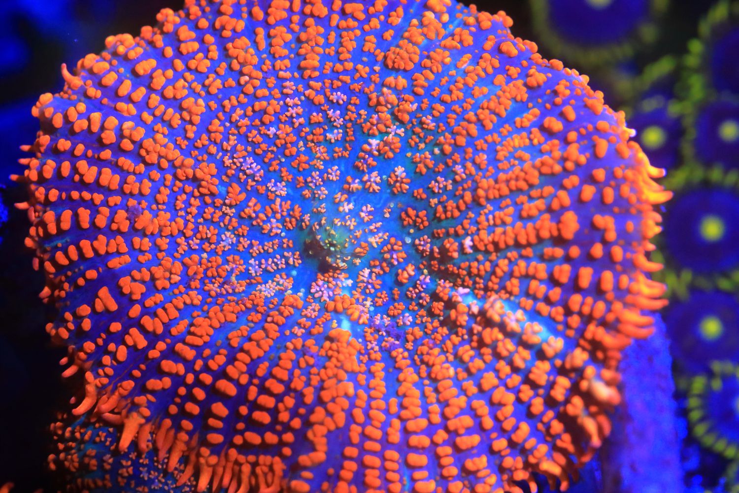 Forest Fire Mushroom Forest Fire Mushroom