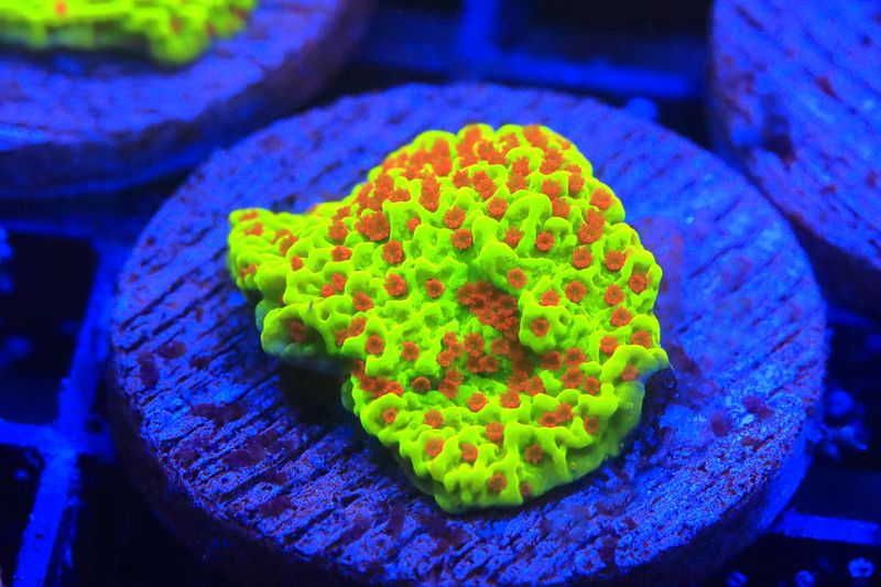 Strawberry Fields Montipora