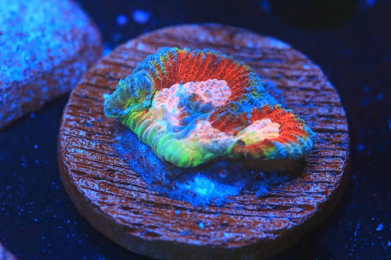 Tahitian Sunset Favia WYSIWYG