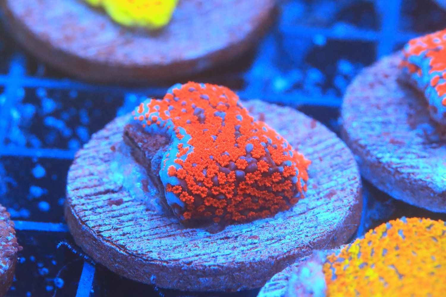 Superman Montipora (on 1inch disc)