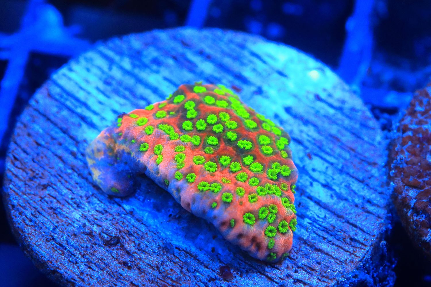 Sunset Monti on 1inch disc