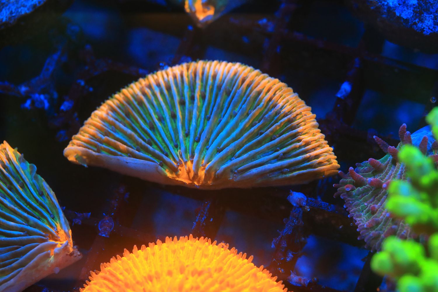 Half Orange Ring Cycloseris