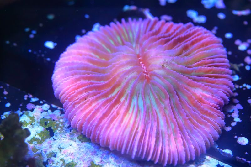 Purple and Green Fungia - Medium to Large size - WYSIWYG