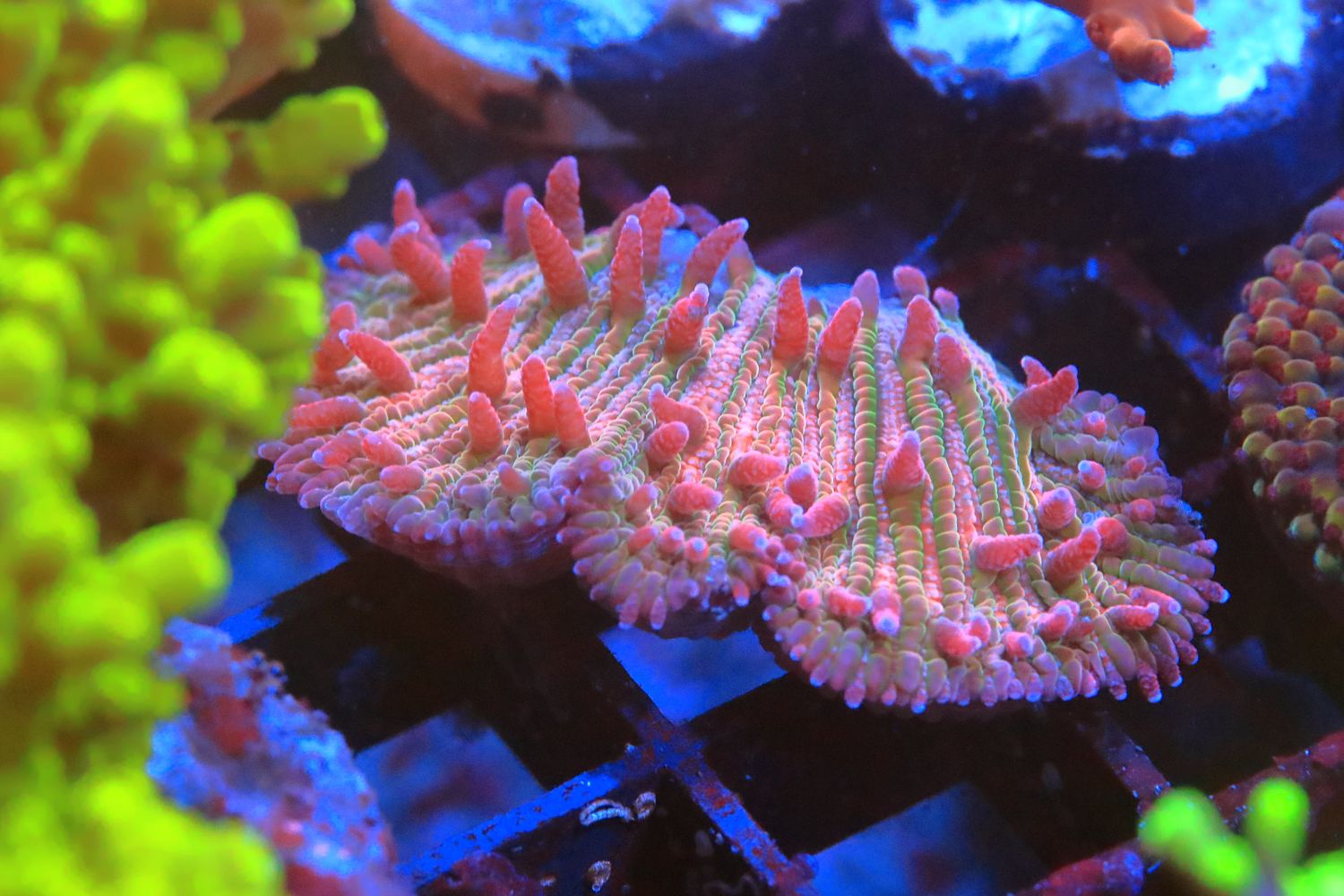 Special Red Diaseris fragment - plate coral WYSIWYG