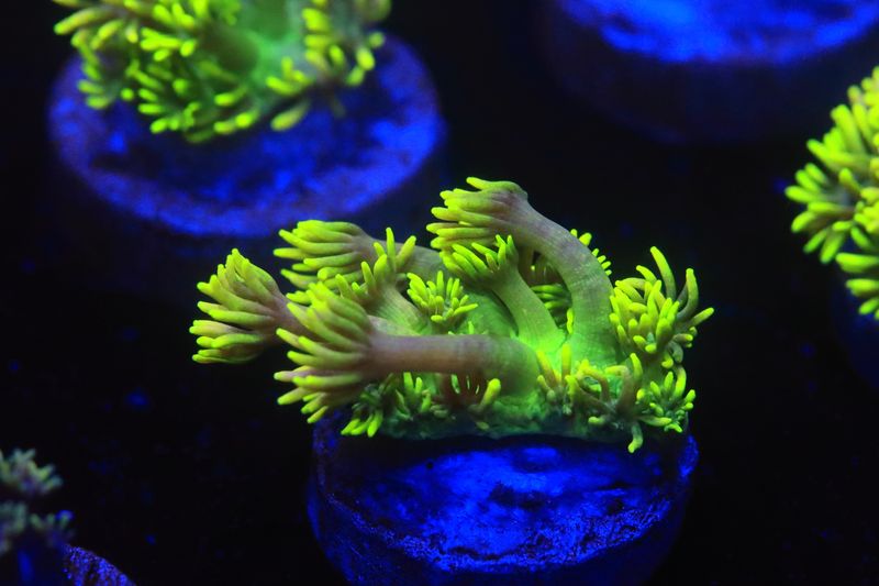 Extremely bright pink tinge flouro goni