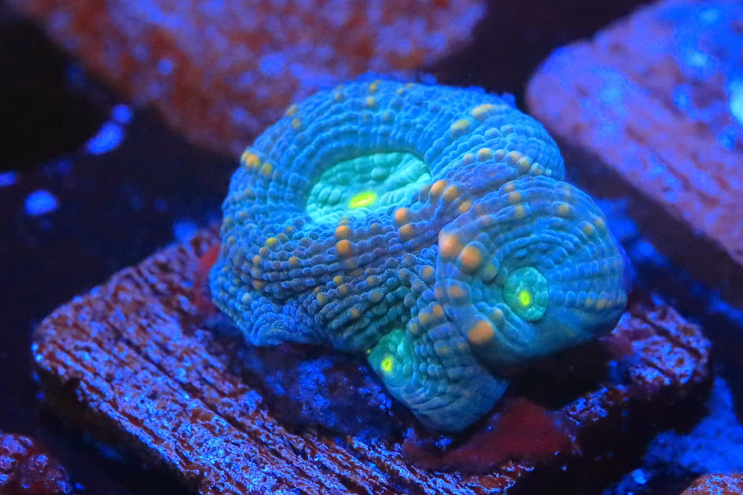 Orange Speckled Favia