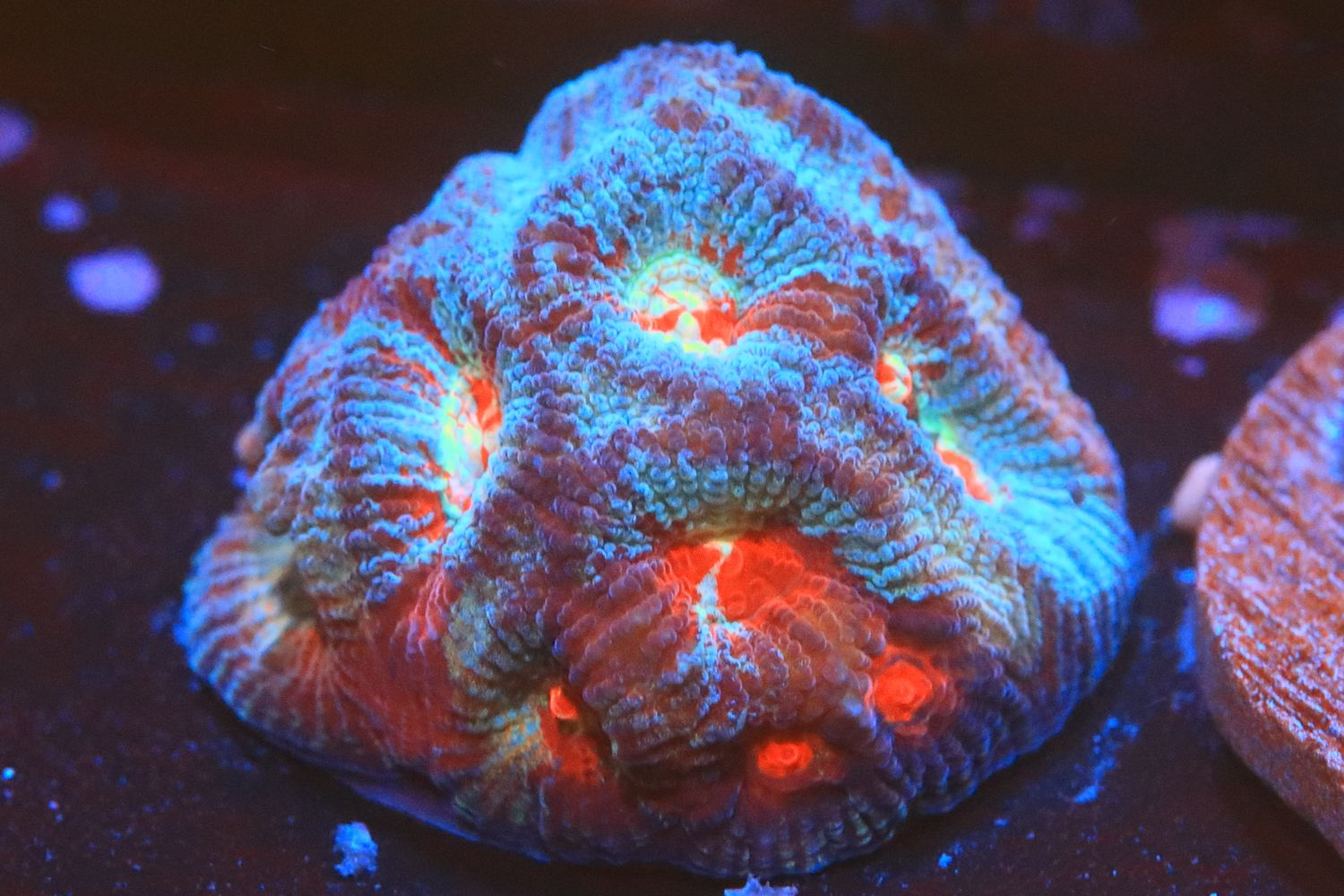 Blue and Yellow Magma Favia WYSIWYG