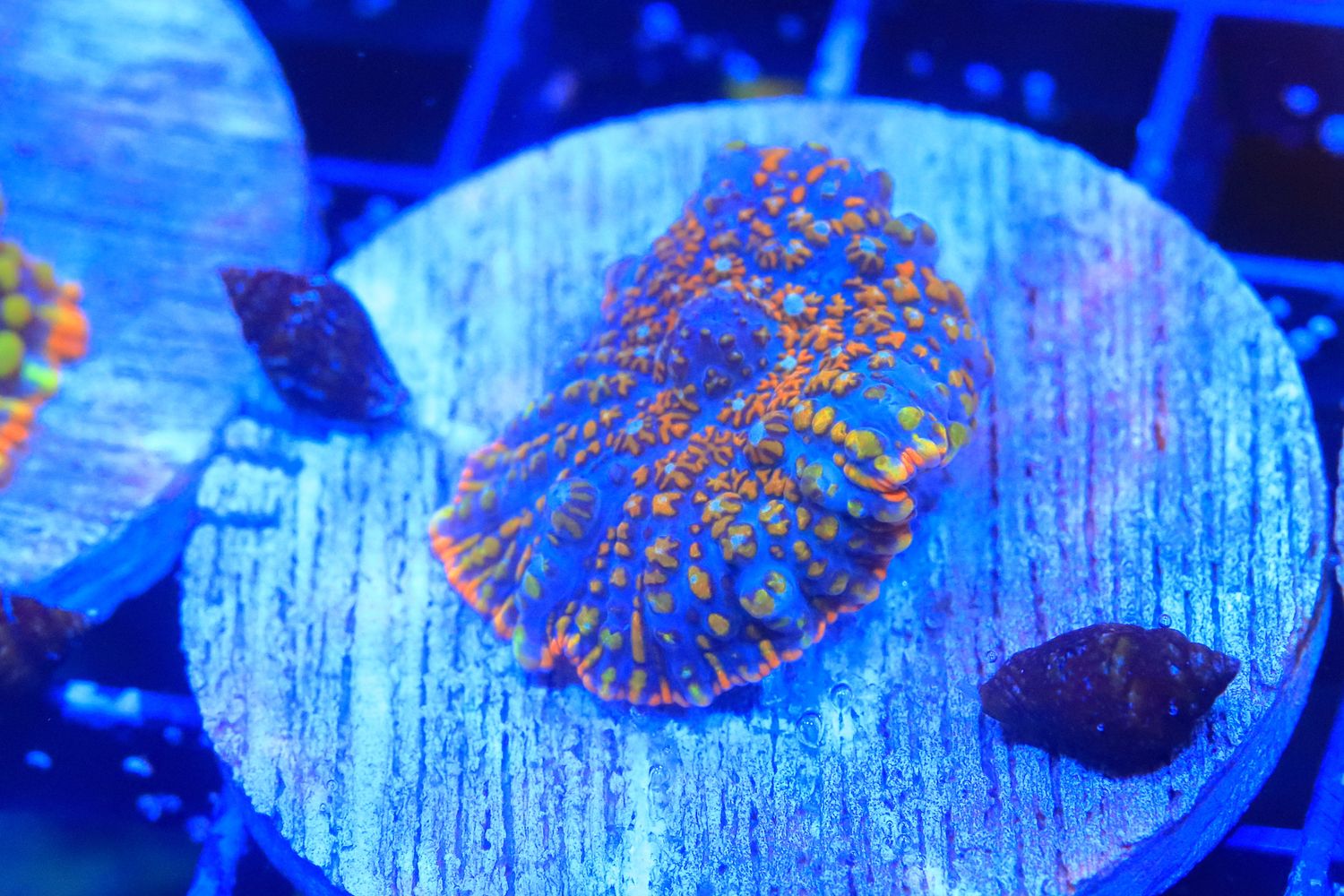 Wacky Races Rhodactis (III) WYSIWYG