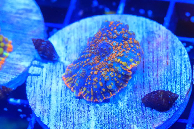 Wacky Races Rhodactis (III) WYSIWYG