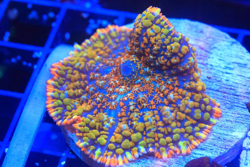 Wacky Races Rhodactis (I) WYSIWYG