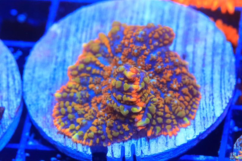 Wacky Races Rhodactis (IIV) WYSIWYG