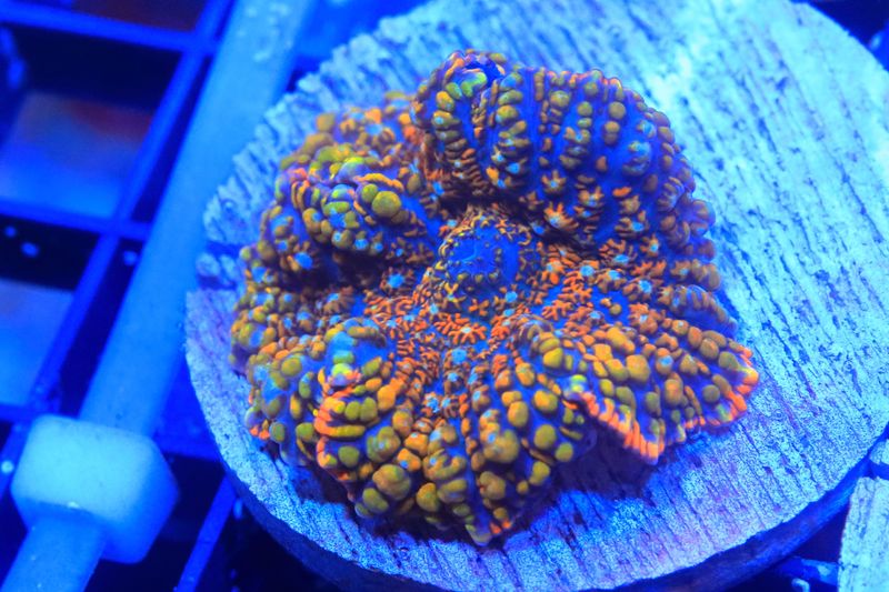 Wacky Races Rhodactis (II) WYSIWYG